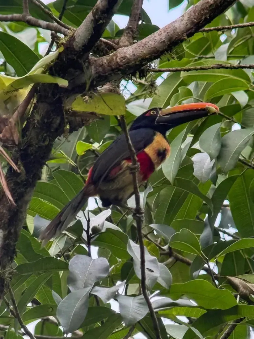 Ventanas en Corcovado