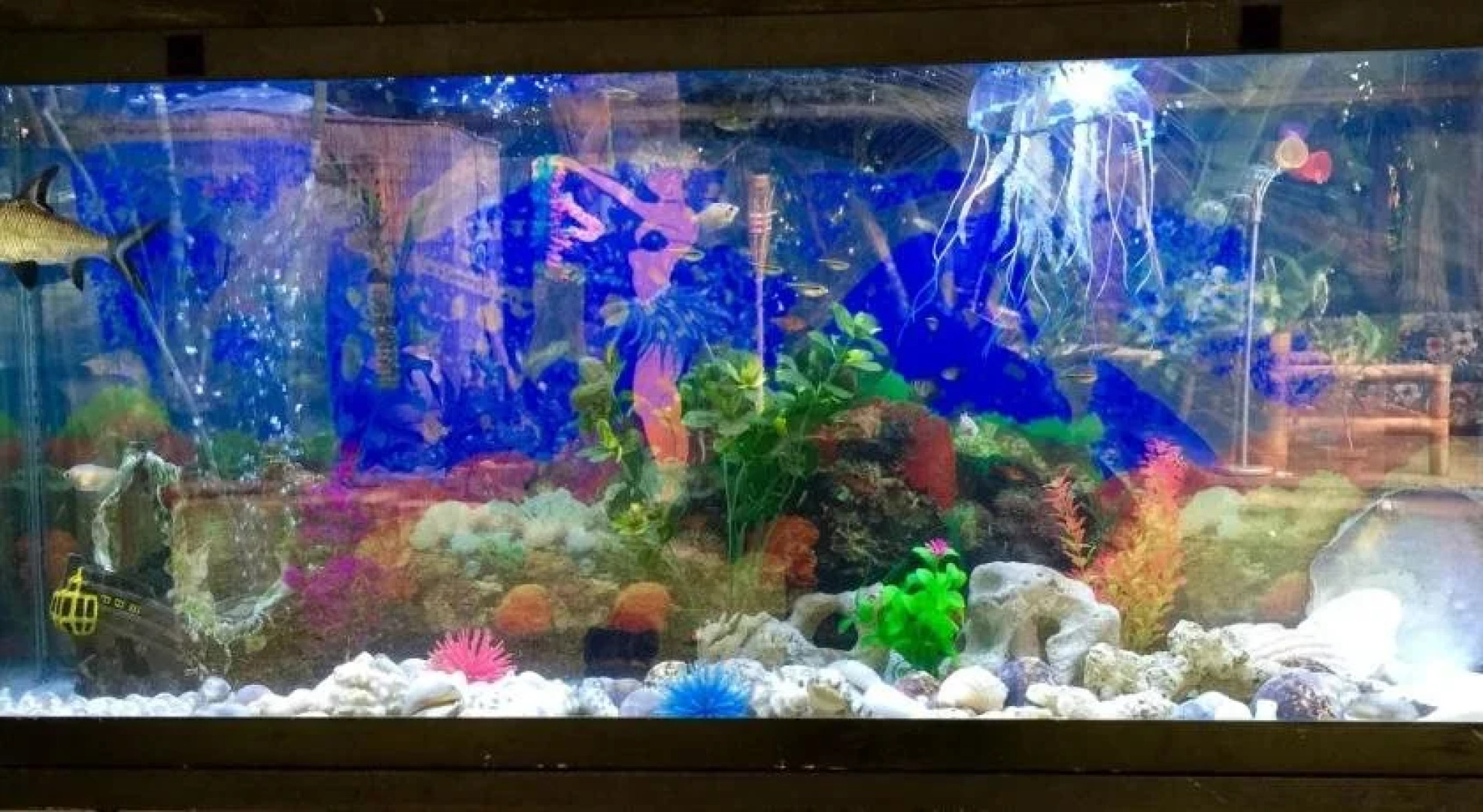 The Tiki Hale Hostel