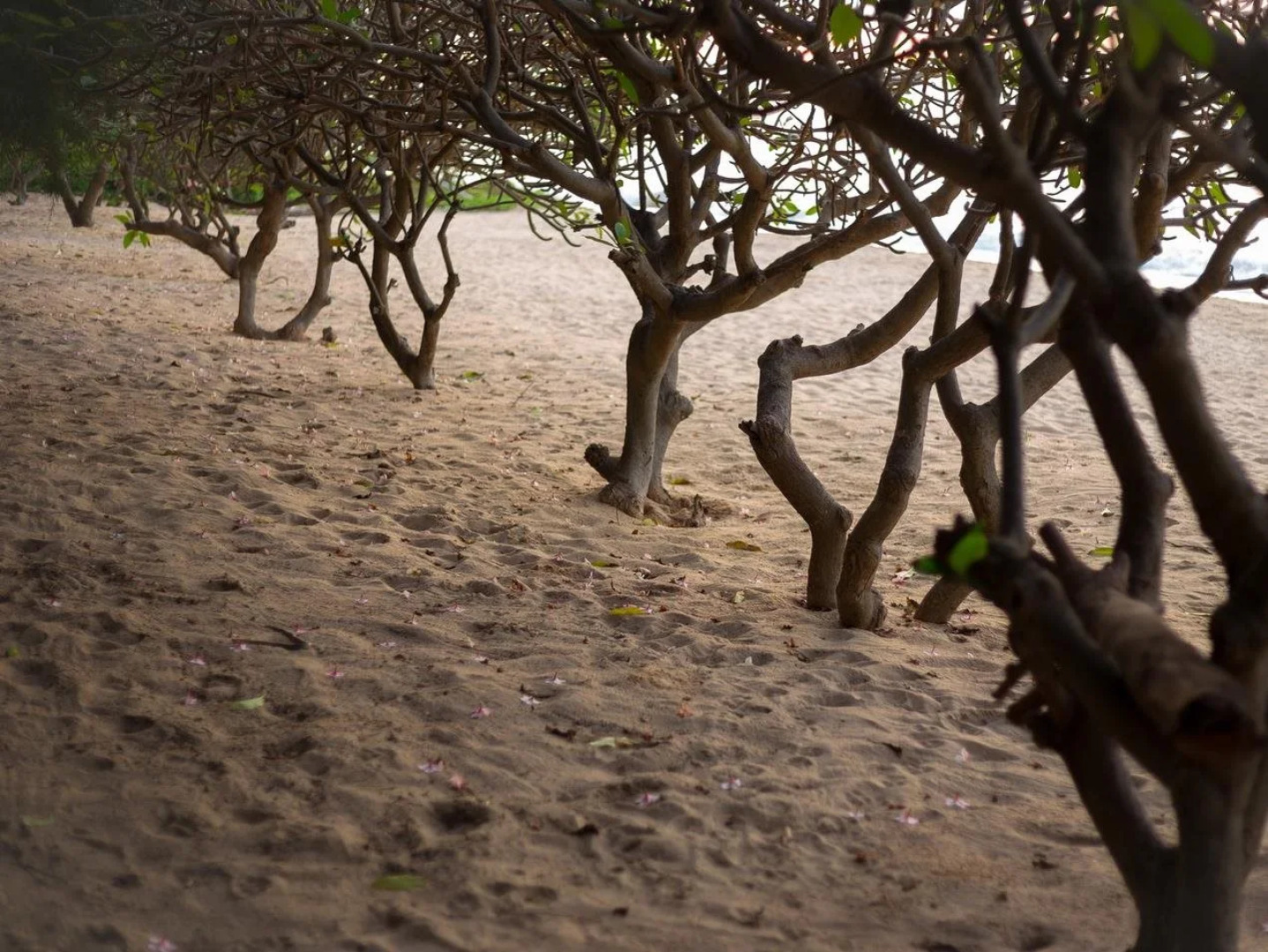 Payoon Garden Cliff Condominium