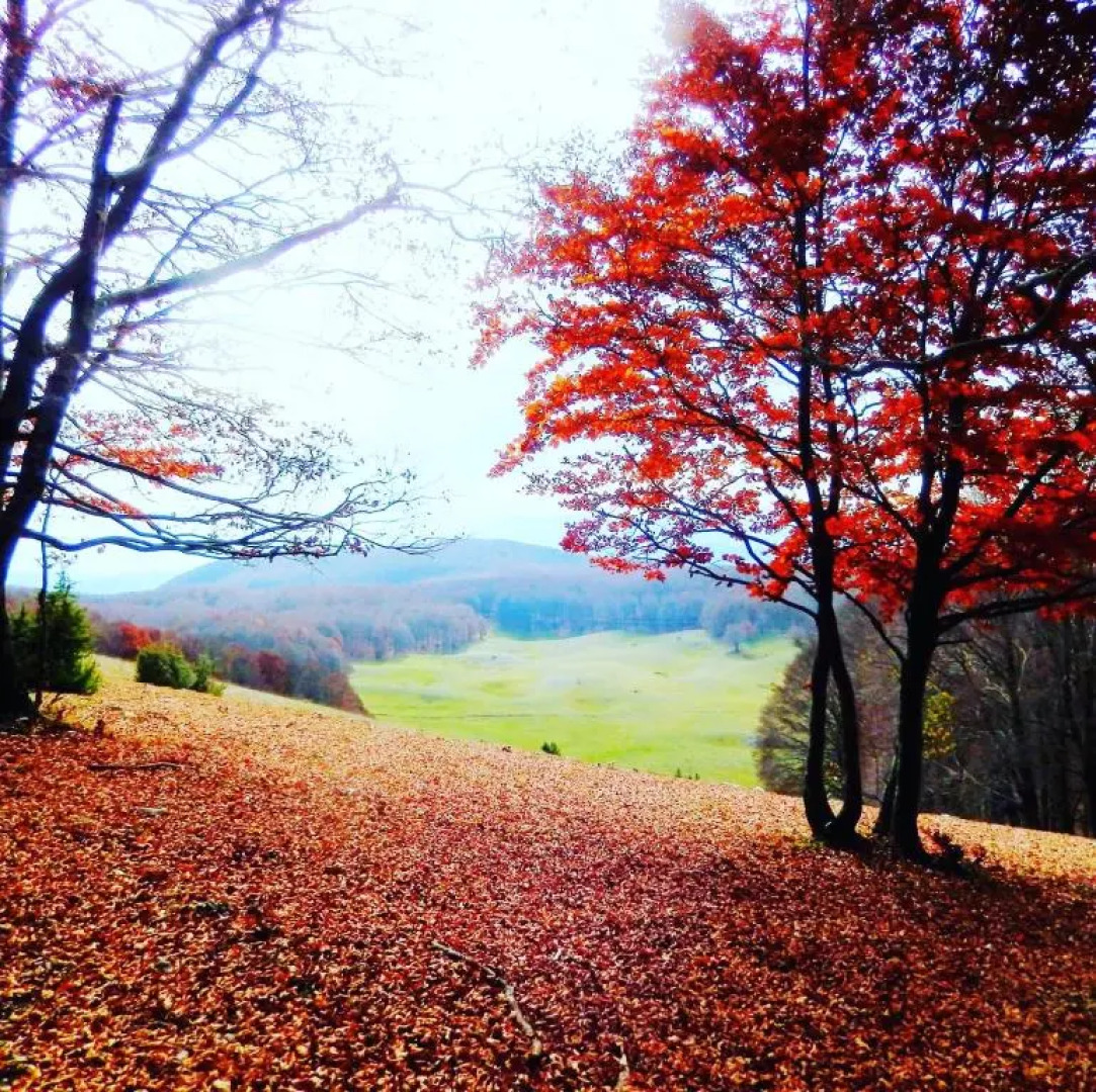 Il Bosco e Il Borgo Guest House Subiaco