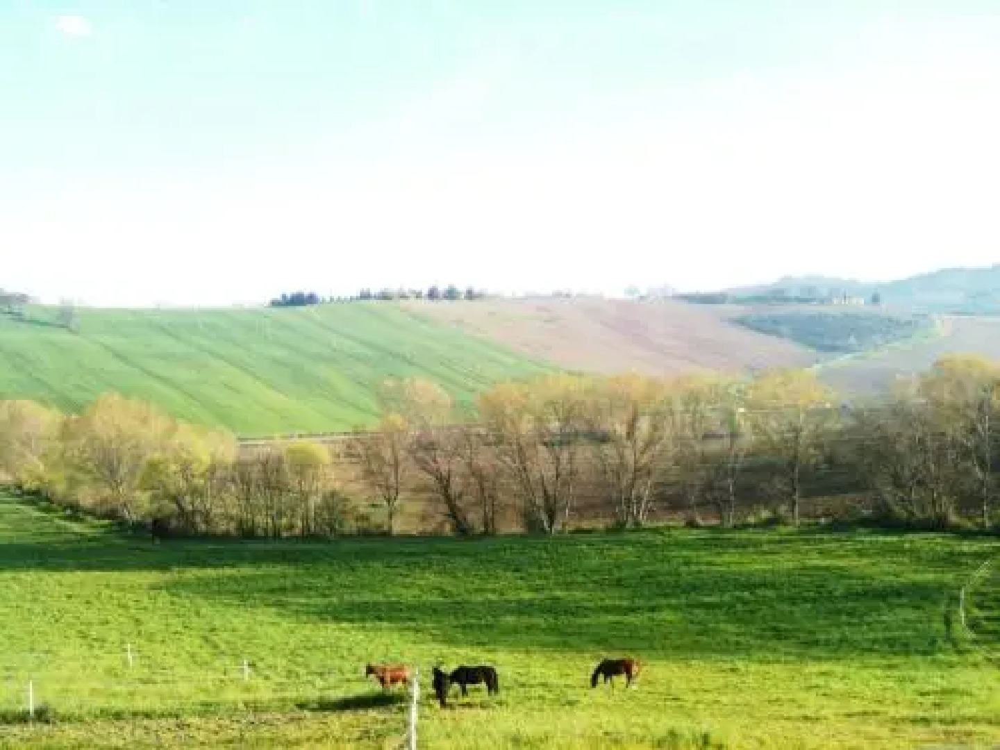 Agriturismo Casale il Gallo Bianco