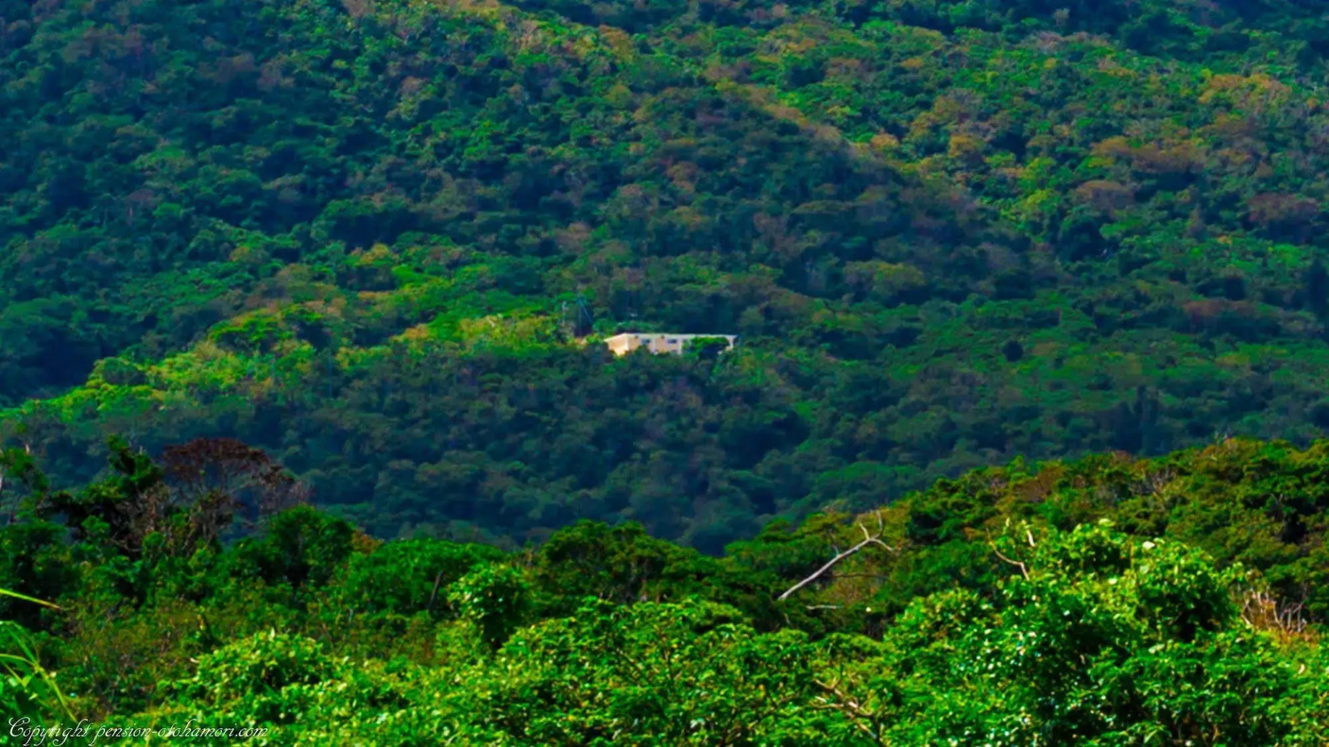 Forest West Nishi