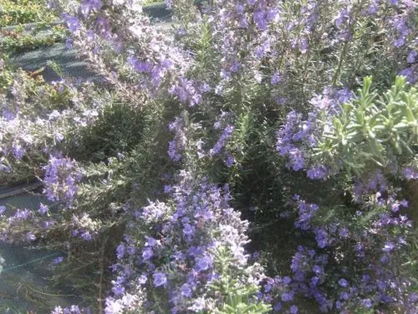 Les Chambres De La Marotte