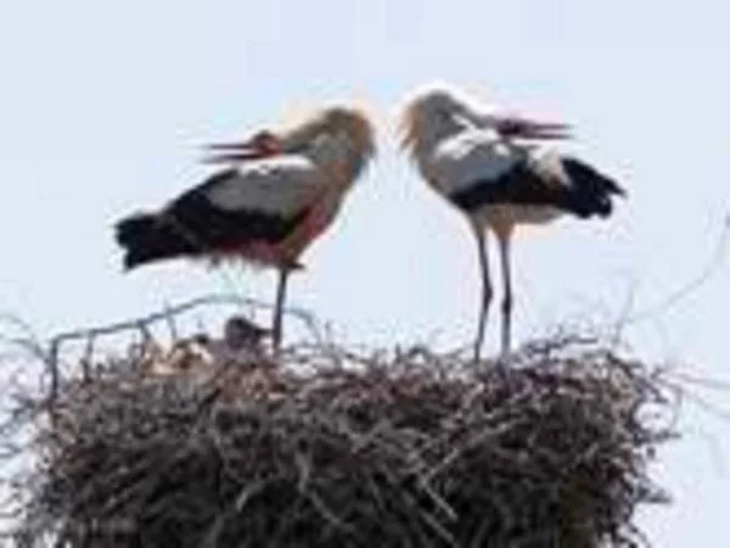 Privatpension Ulrike