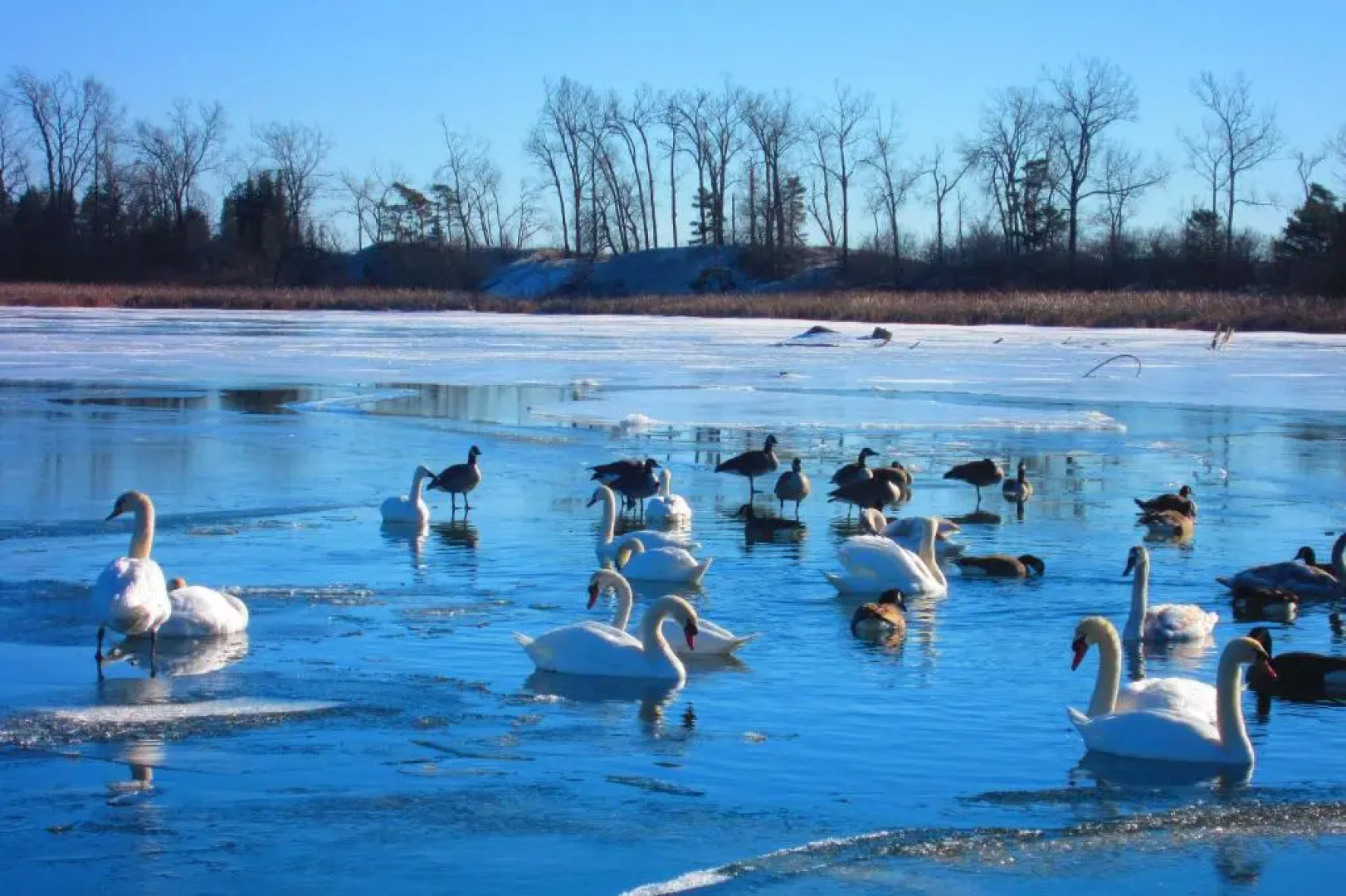 Twin Birch Suites and Cottages