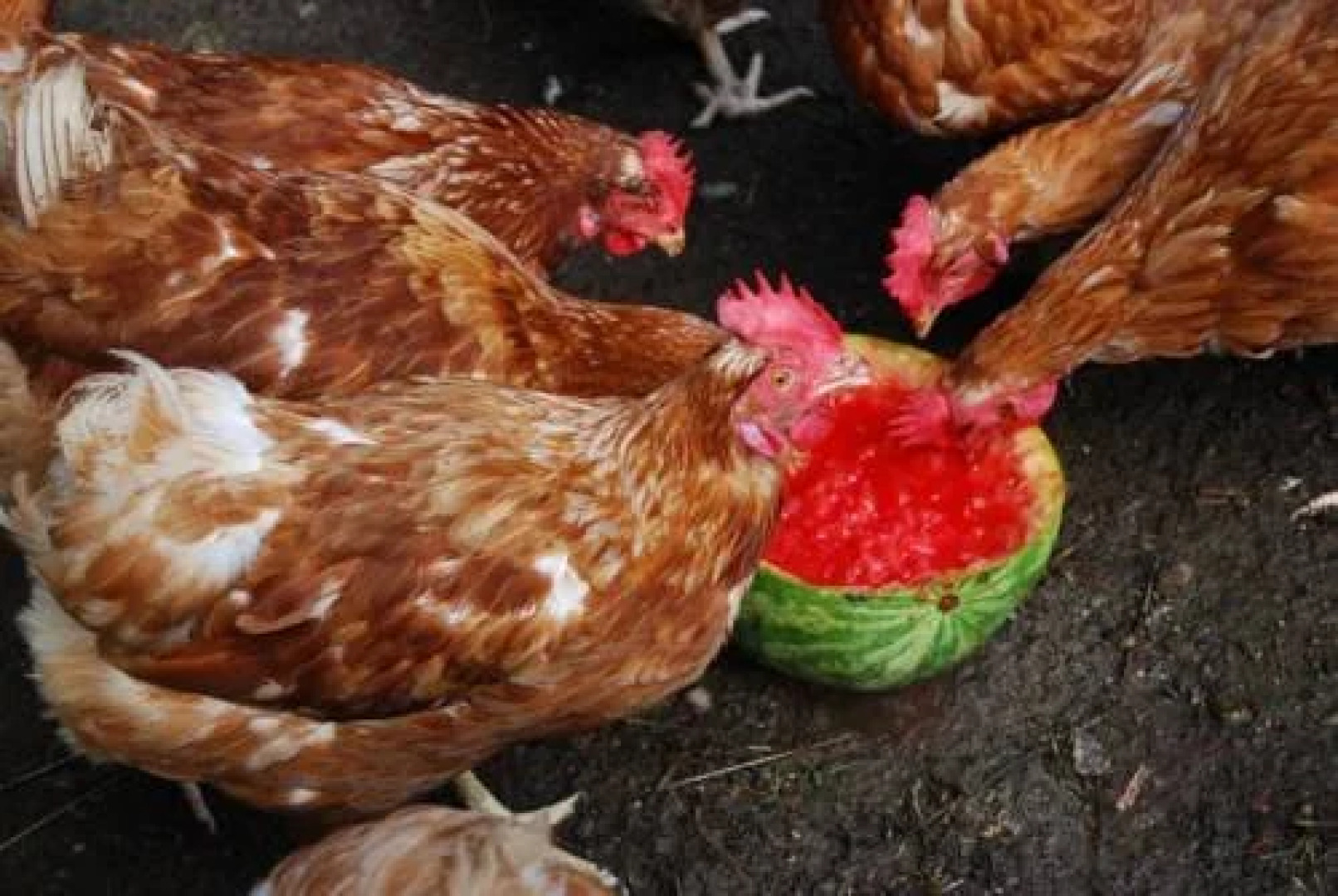 L'Hostellerie Du Lac Noir