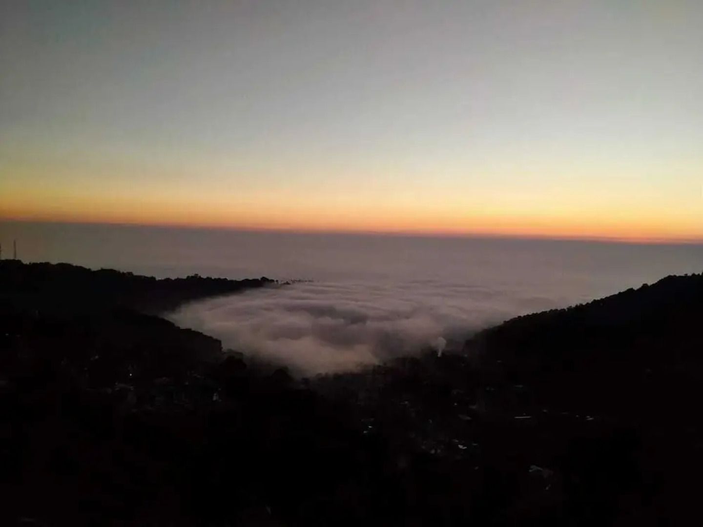 Little Mastiff - Dharamshala