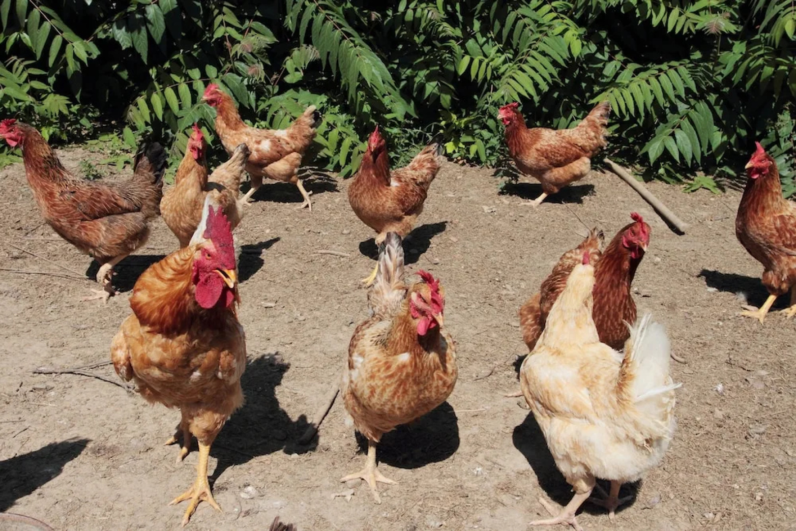 Agriturismo Le Stringaie