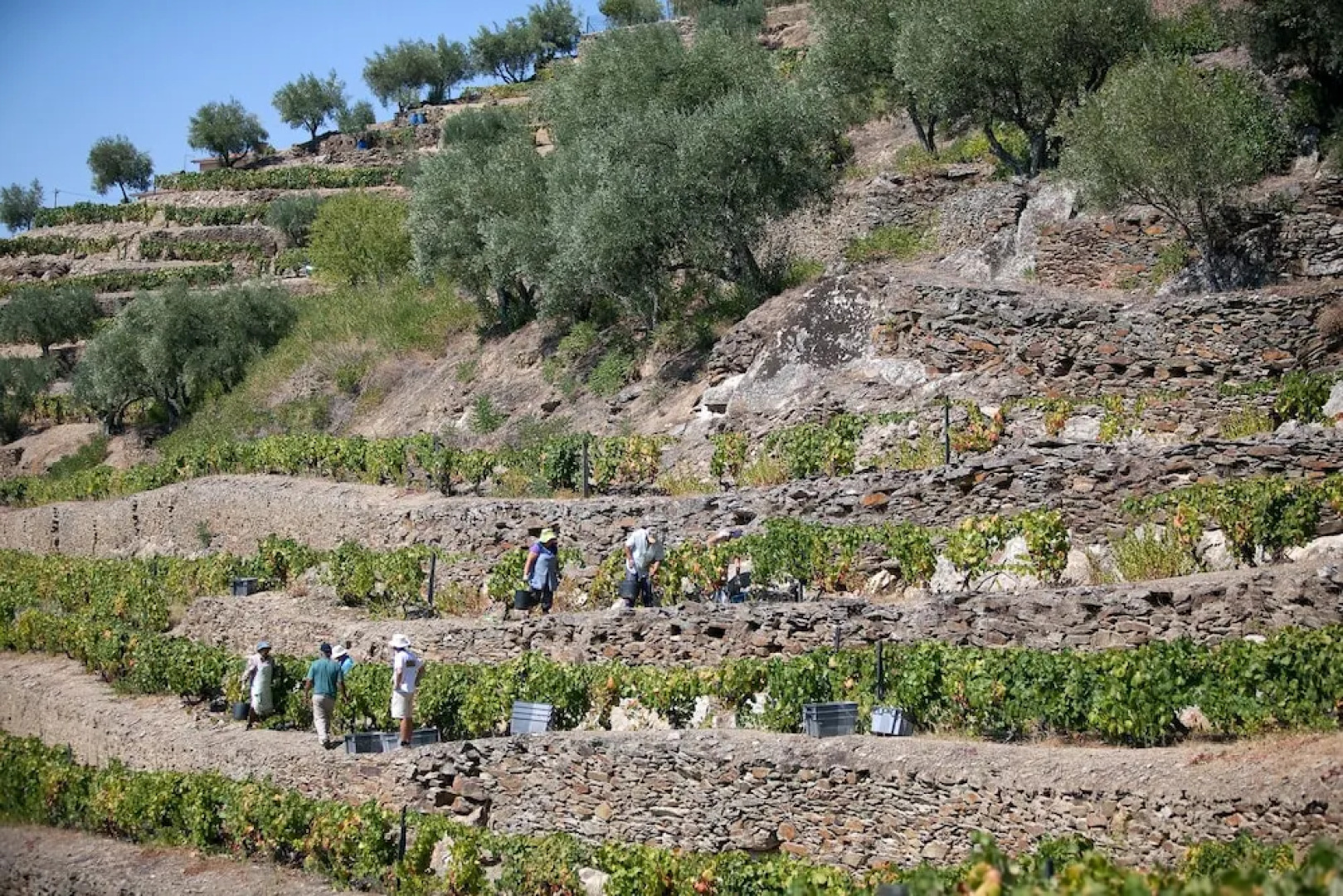 QUINTA DA FAISCA - Agro Turismo