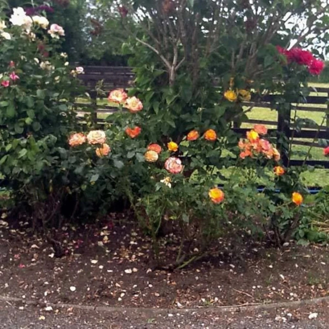 Little Manor Farm Cottage