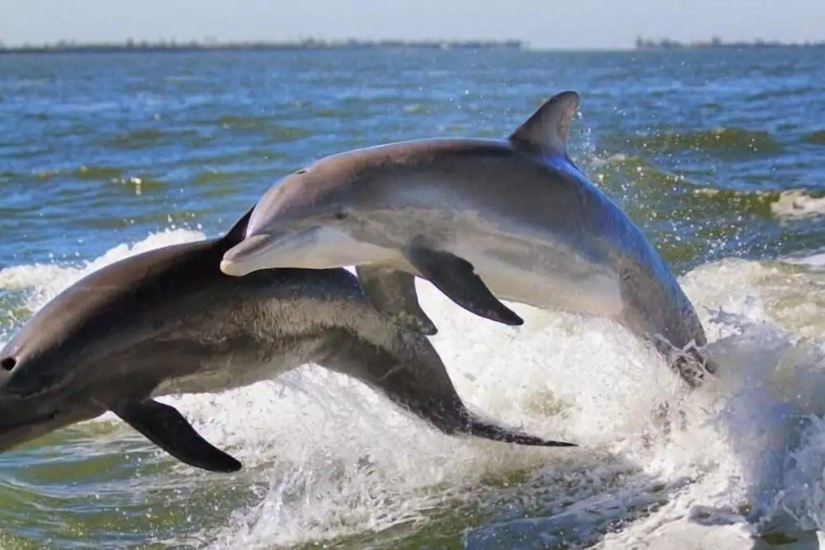 The Little Oasis Beach House