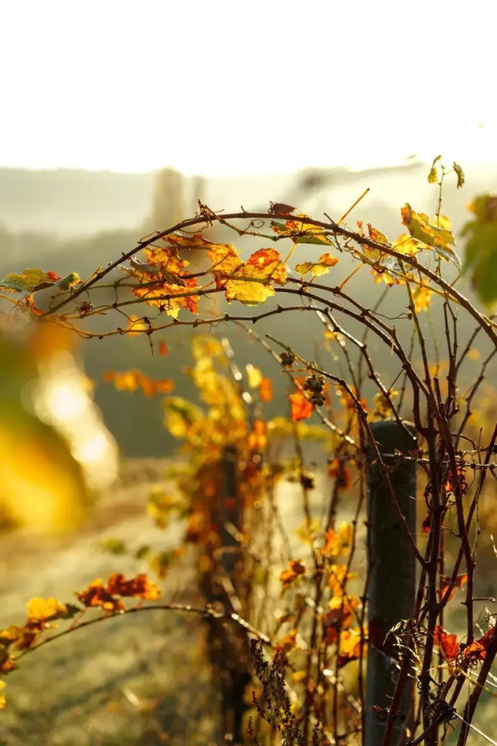 Vinařství Pod Hradem