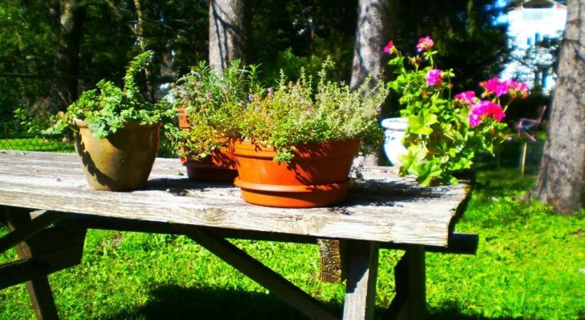 Elizabeths Rose Cottage