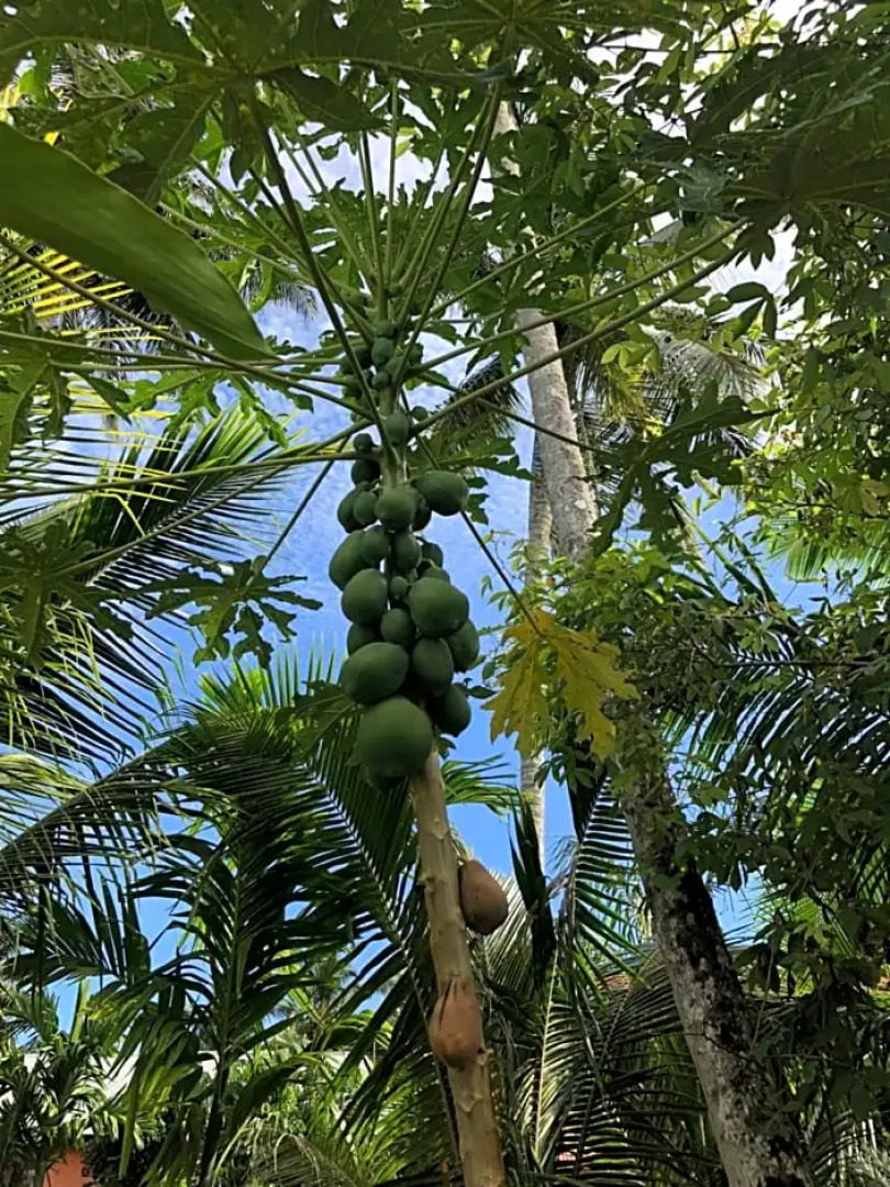 New Raya - Nias Beach Bungalows