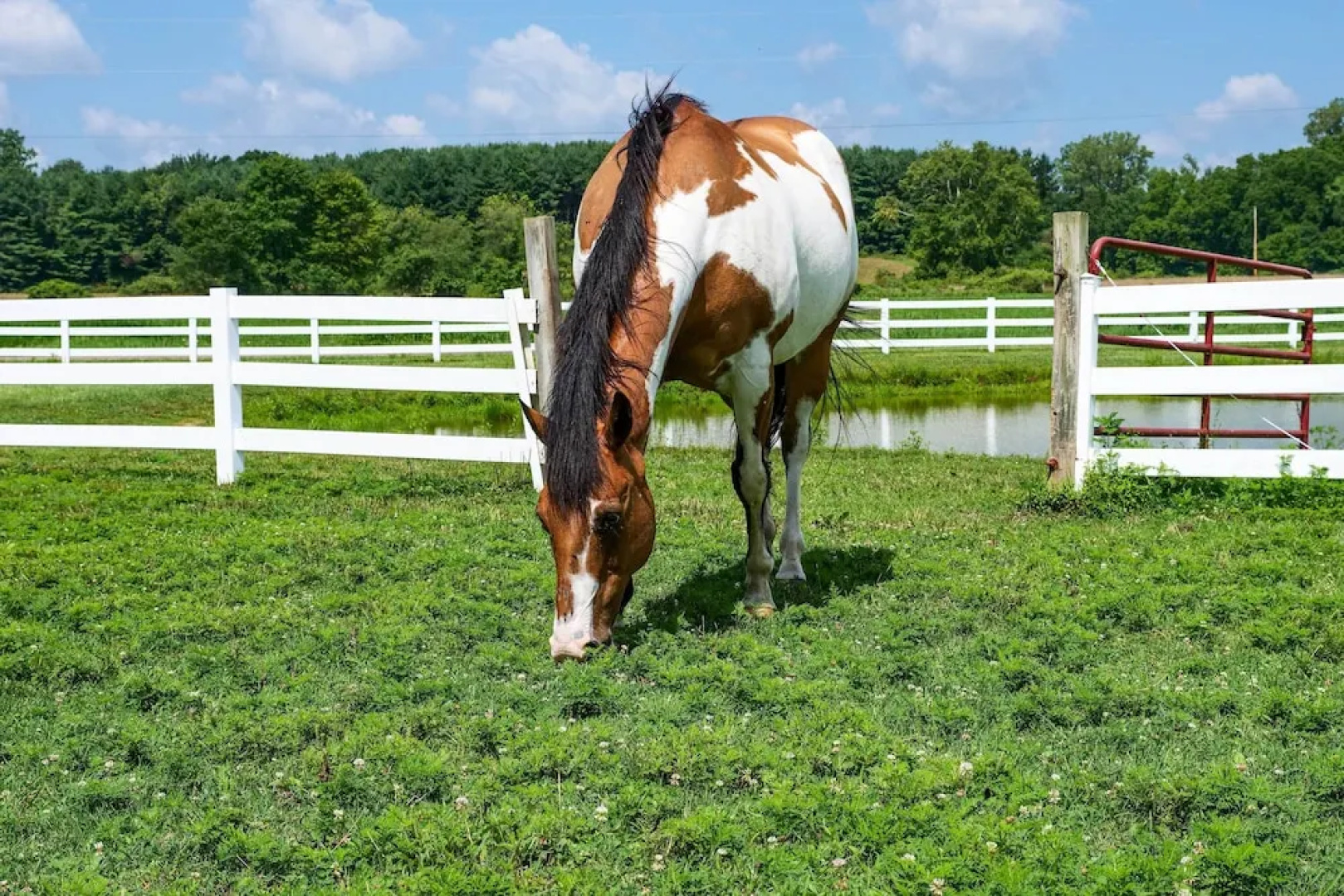 Renovated Bunkhouse on 12-acre Horse Farm!