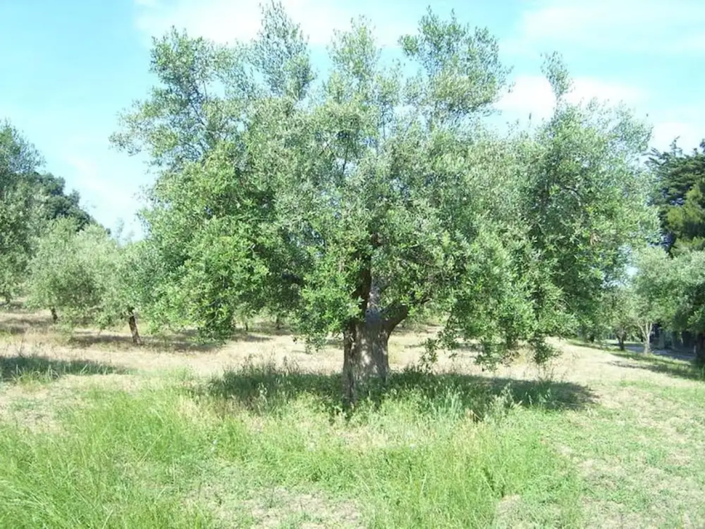 The Italian Countryside - Agriturismo Collina Delle Streghe