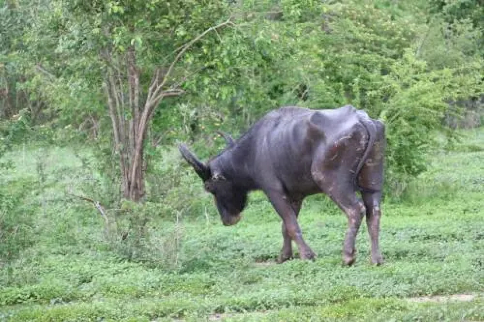 Sanrik Holiday Bungalow
