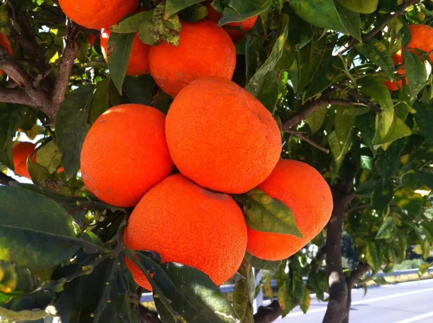 Il Giardino Segreto B&B