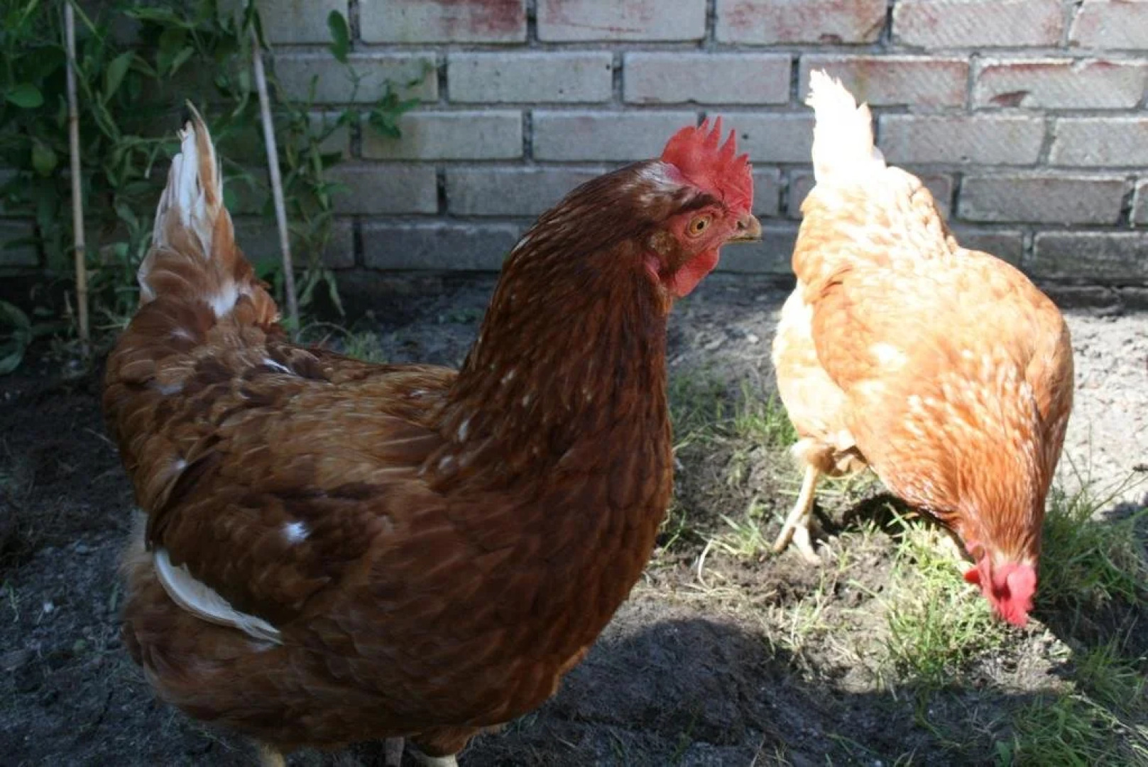 Bed & Breakfast Saras Rosenhof