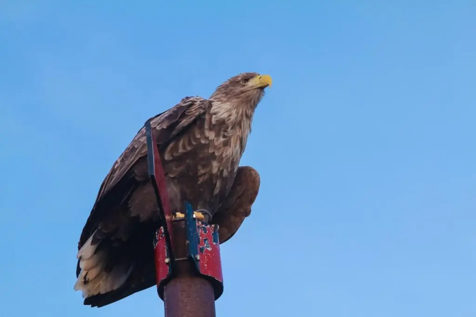 Ellingsen Apartment - Falcks Gate