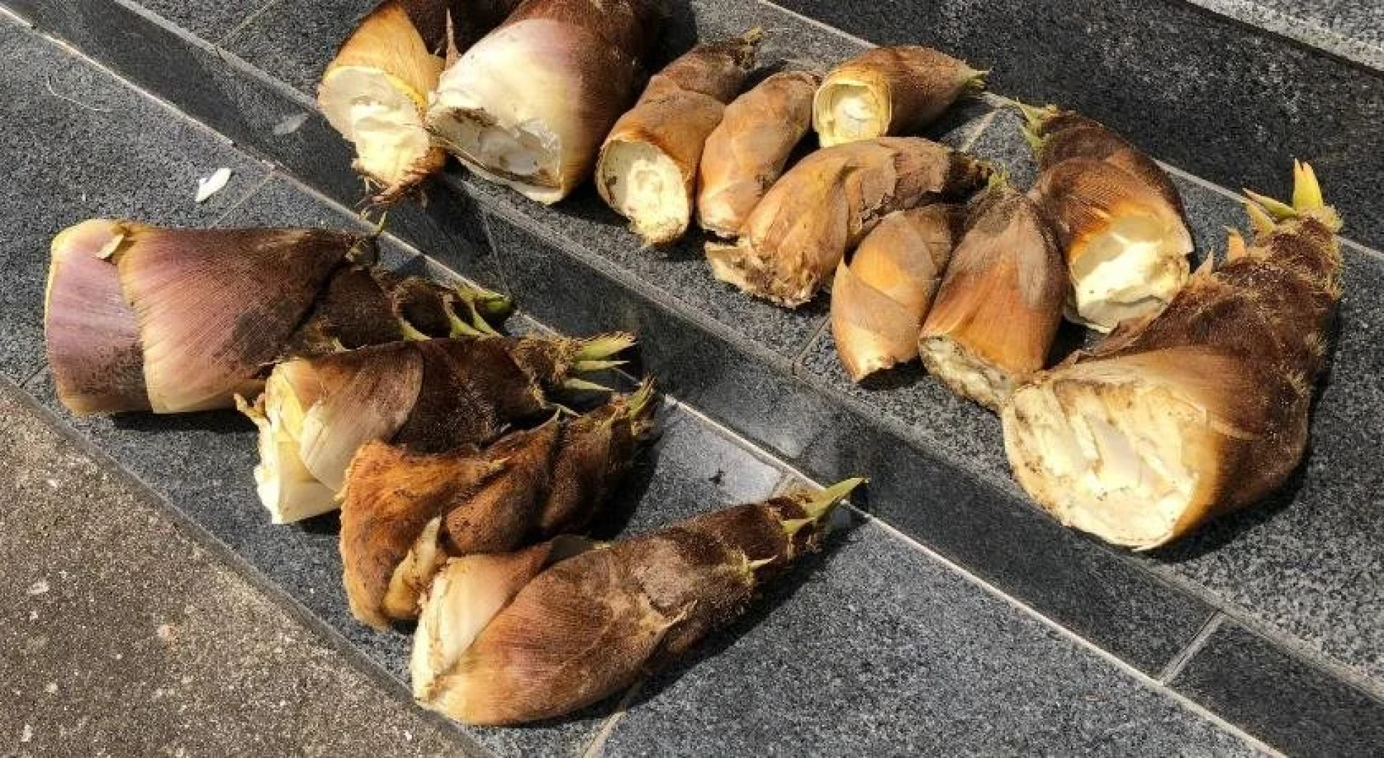 Share Creative&Bed 'adonoan'