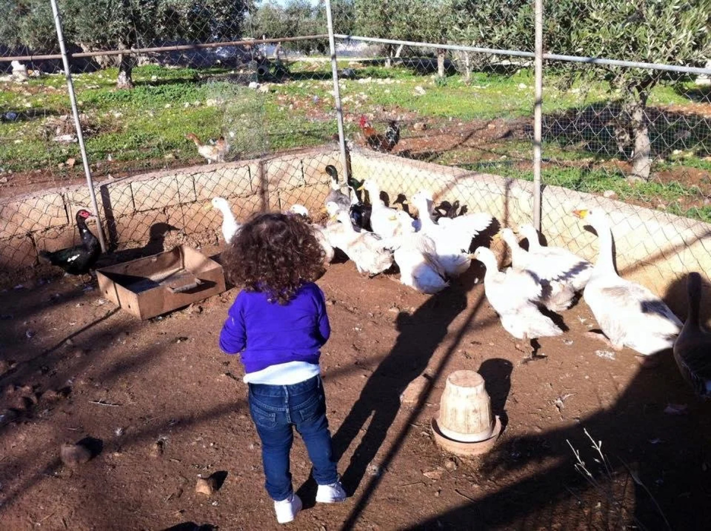 Dibeen Eco Farm House