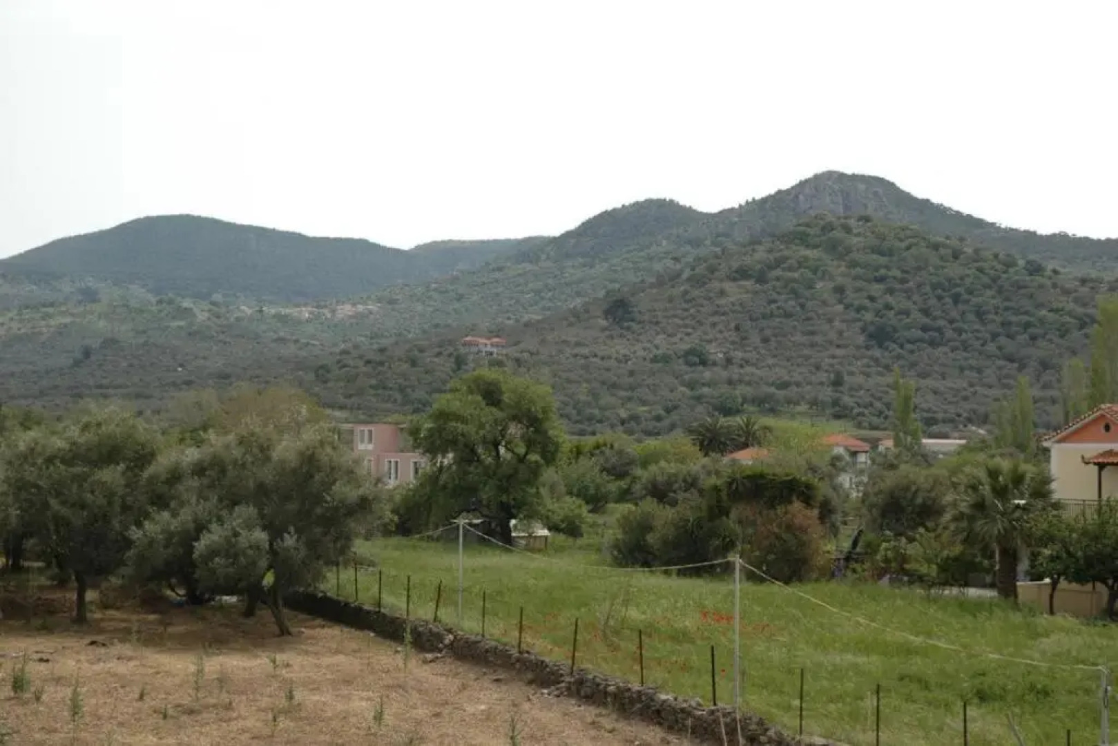 Elenis Olive green Studio