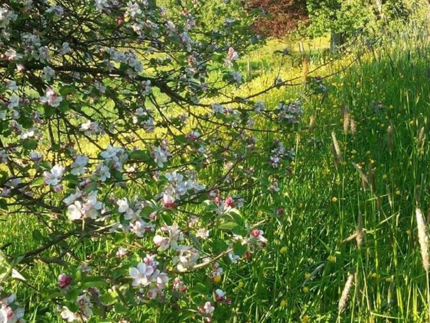 Quaint Holiday Home in Robechies amid Meadows