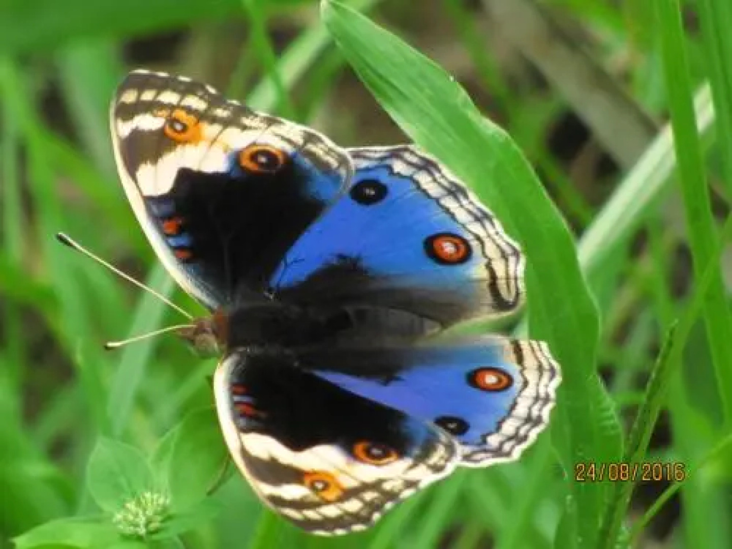 Terimakasih Bar and Guesthouse