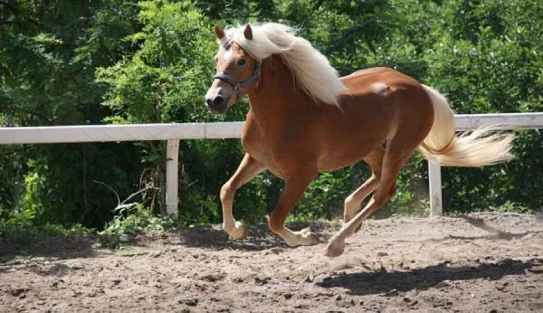 Albergo Garni' Laura