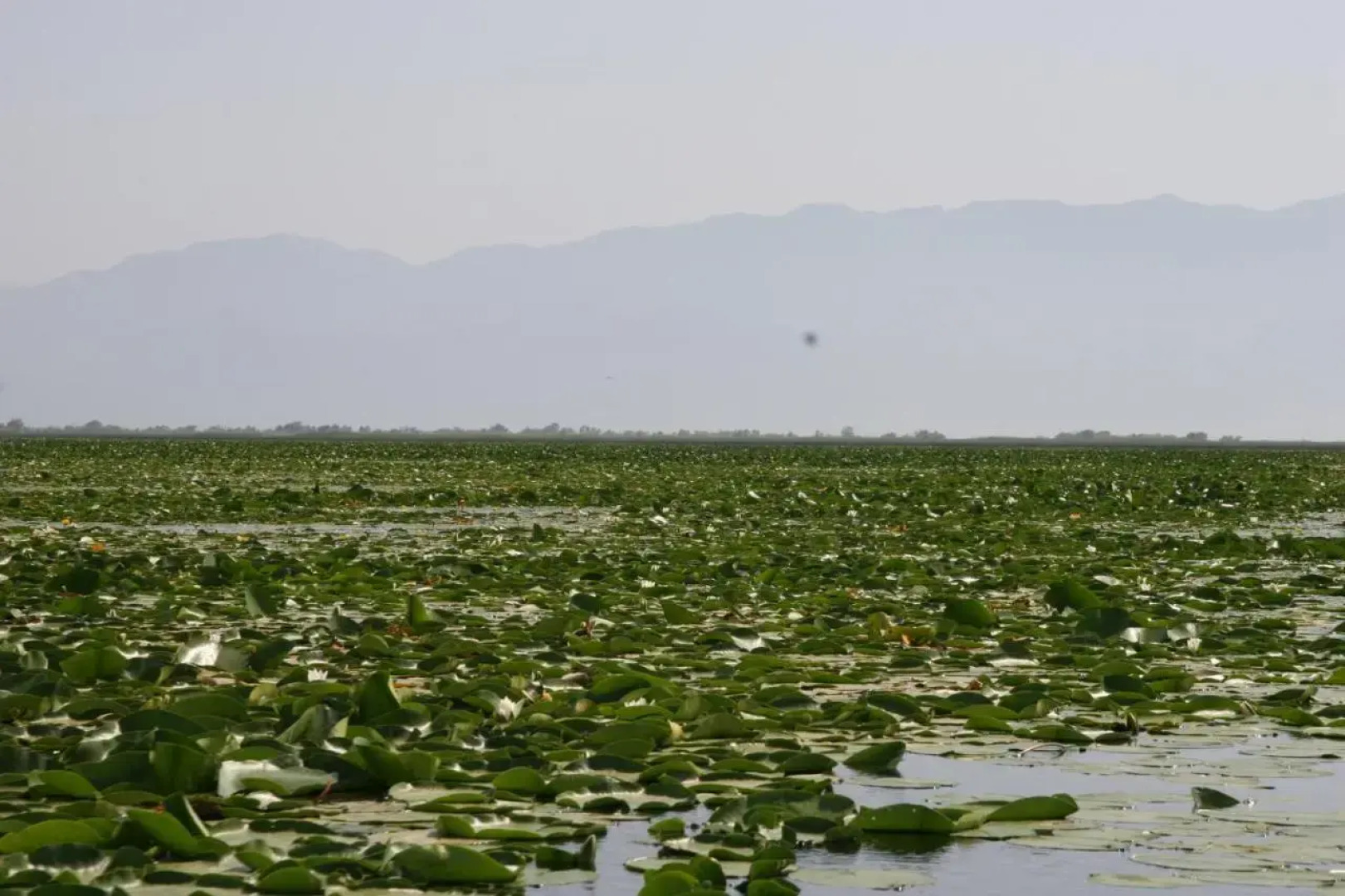 Guesthouse Skadar Lake