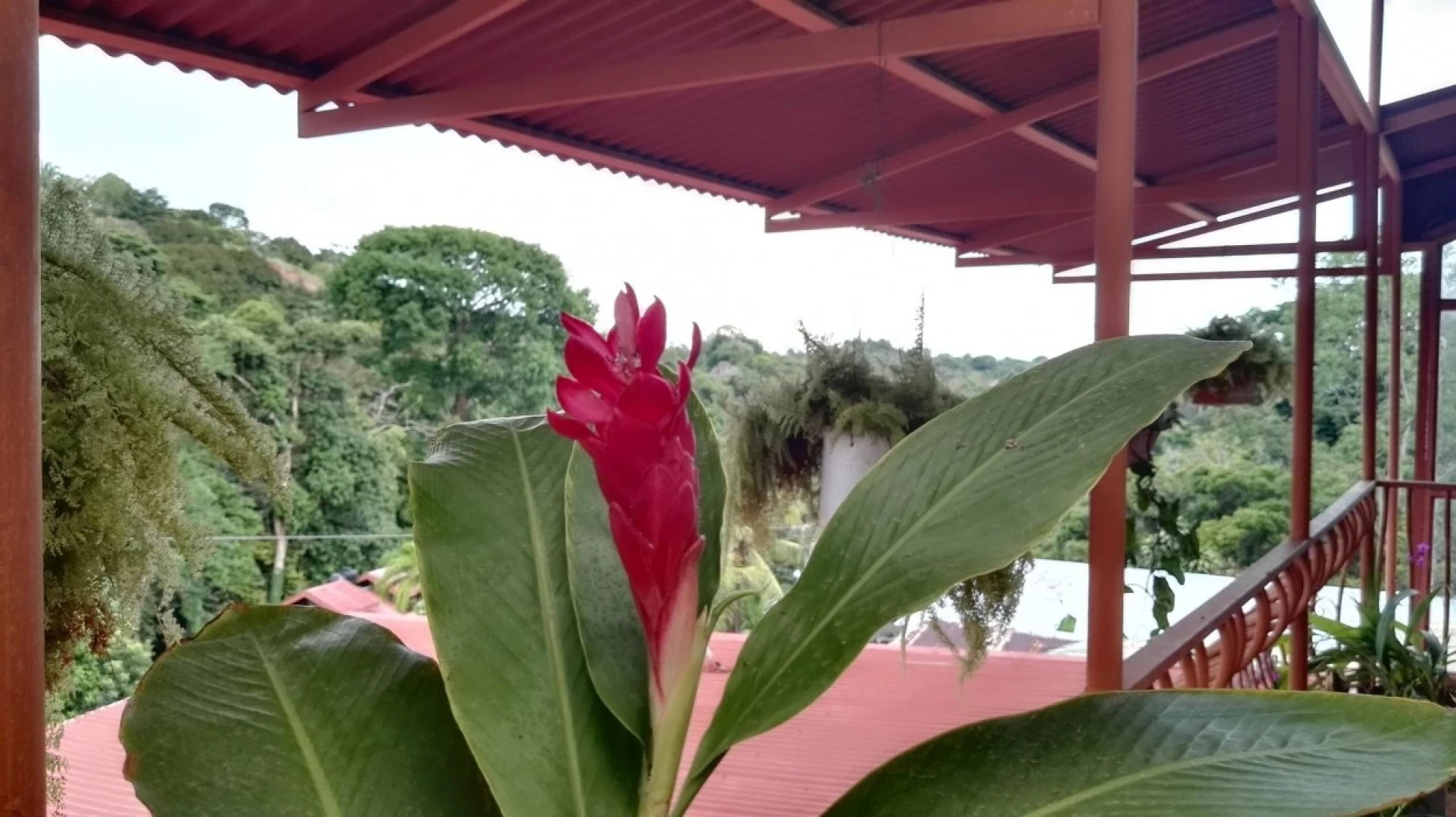 Natural Pacific Suites