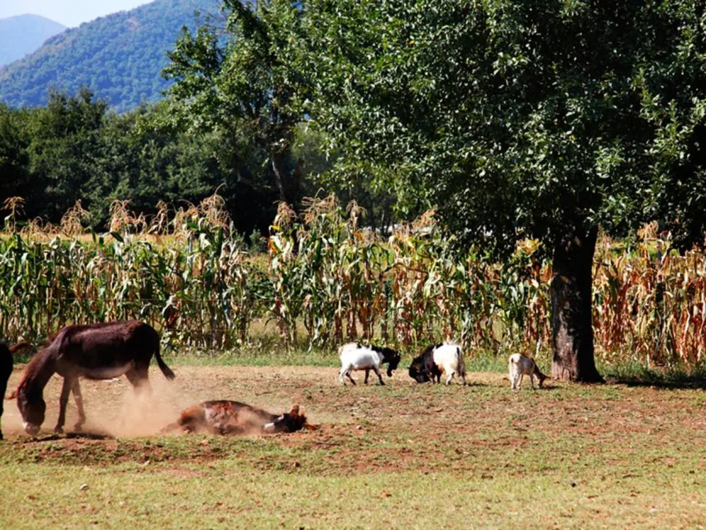 Azienda Agrituristica Pericle
