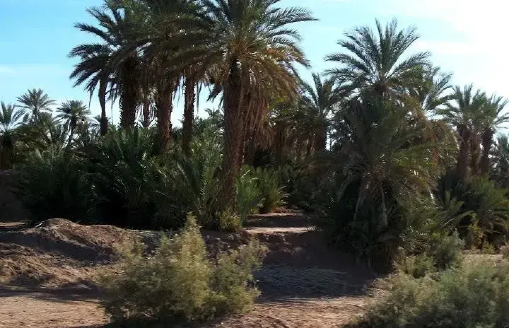 Oasis Mille et Une Nuits