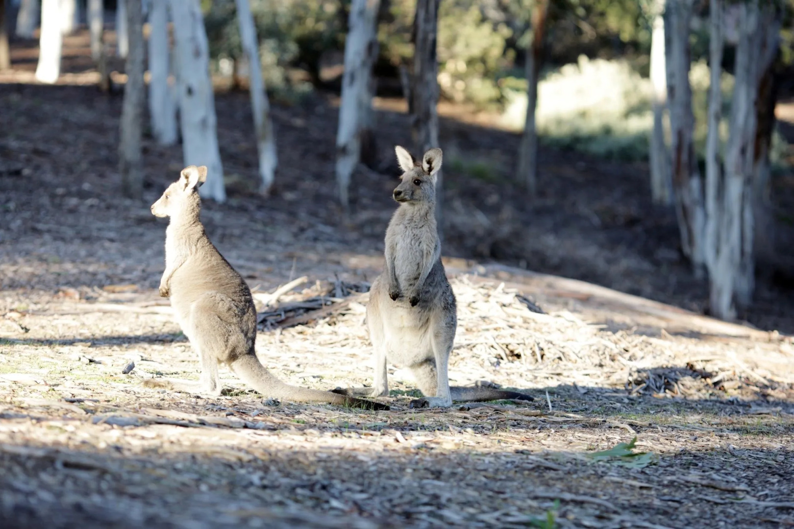 Unilodge at UC Short Stays