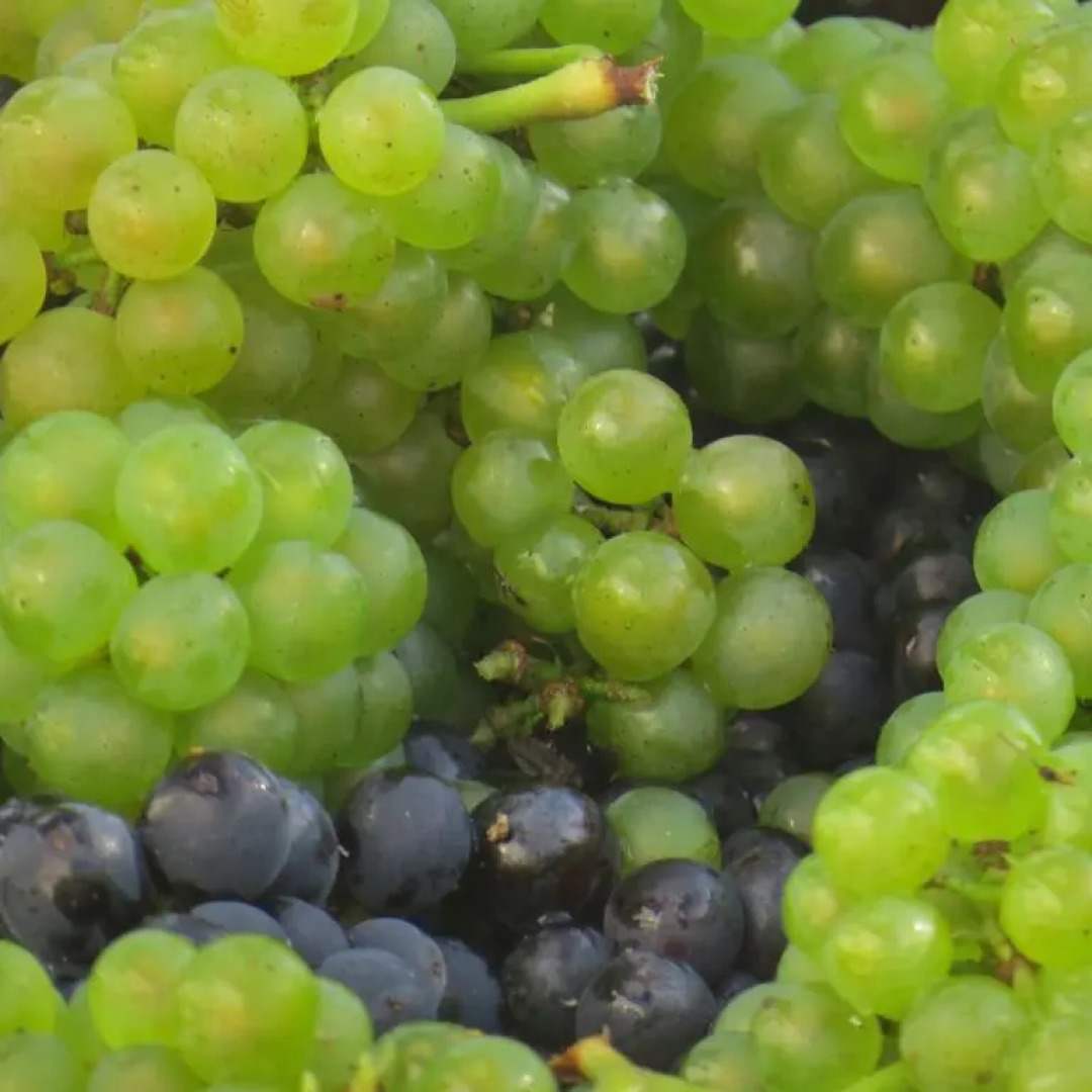 Champagne Gilmaire-Etienne