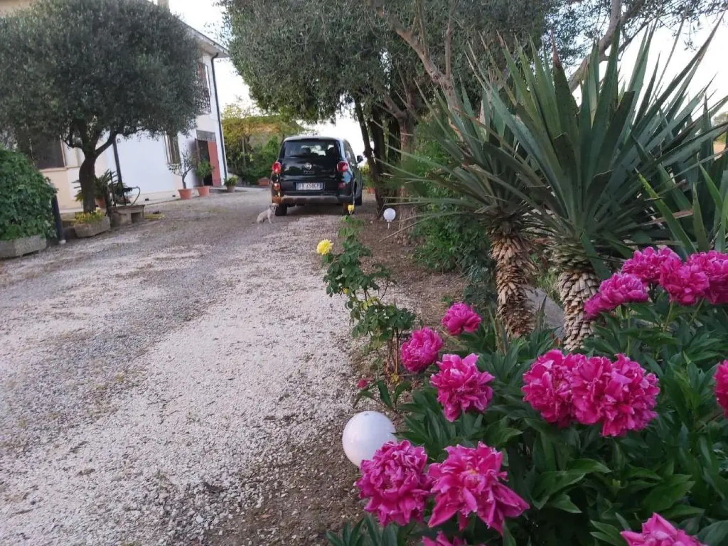 La Celeste a Montegaldella -Vi - Italia