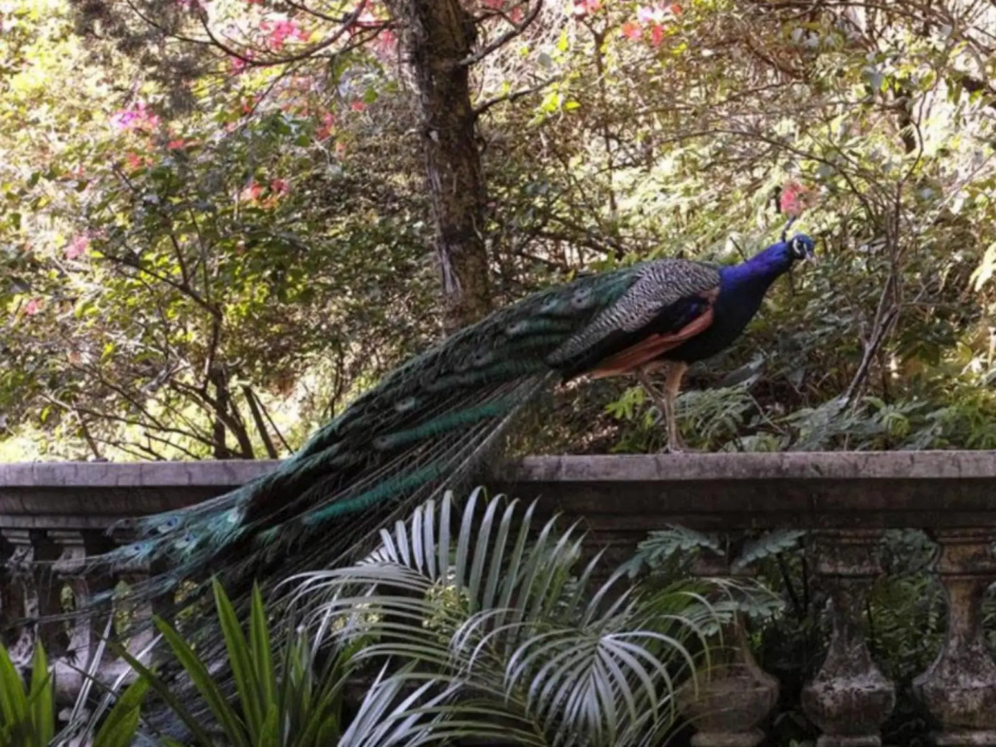 Kaliandra Sejati Eco Resort