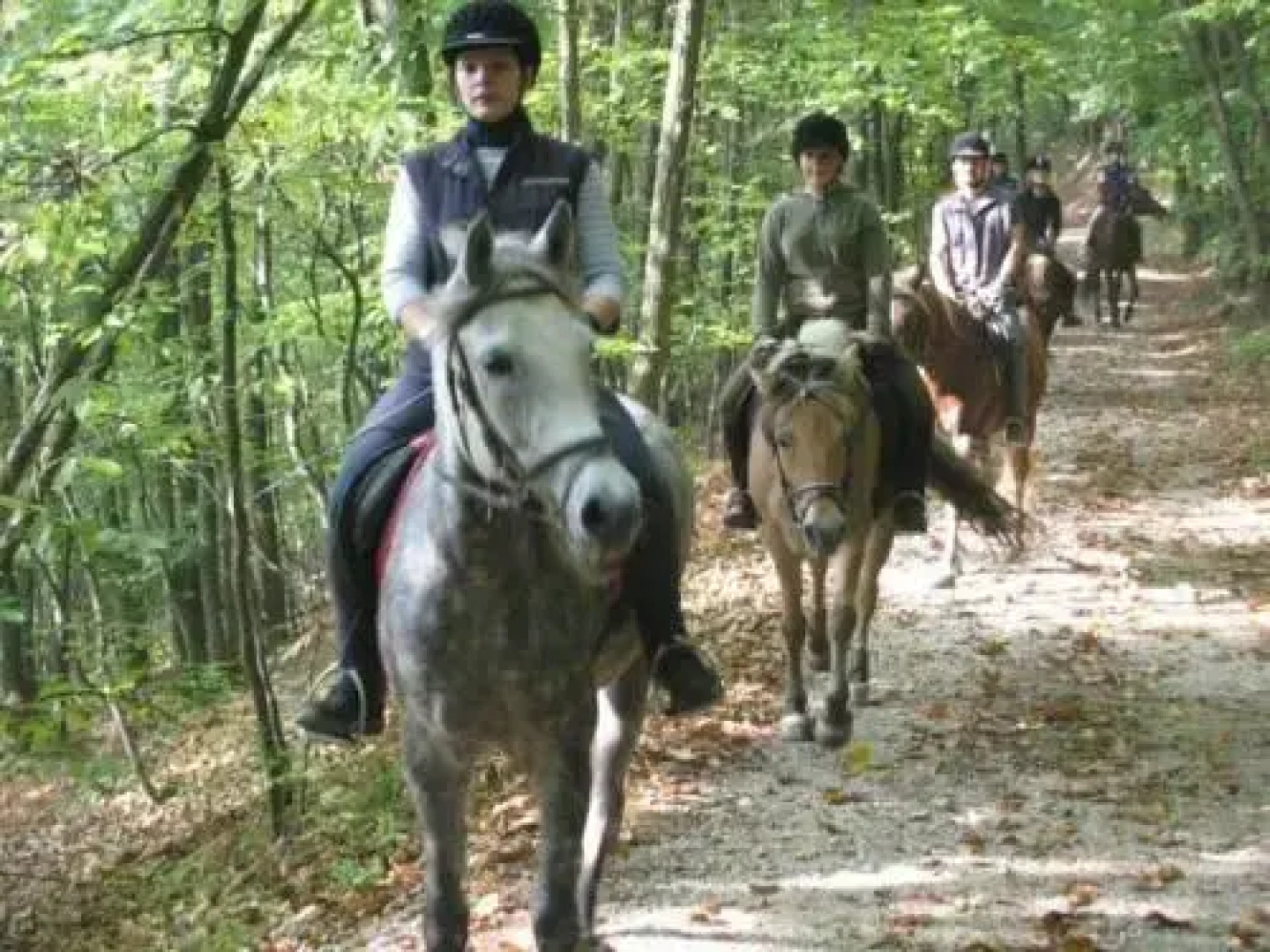 Ferienwohnungen Ludwig - Pferdehof Pfaffenriegel
