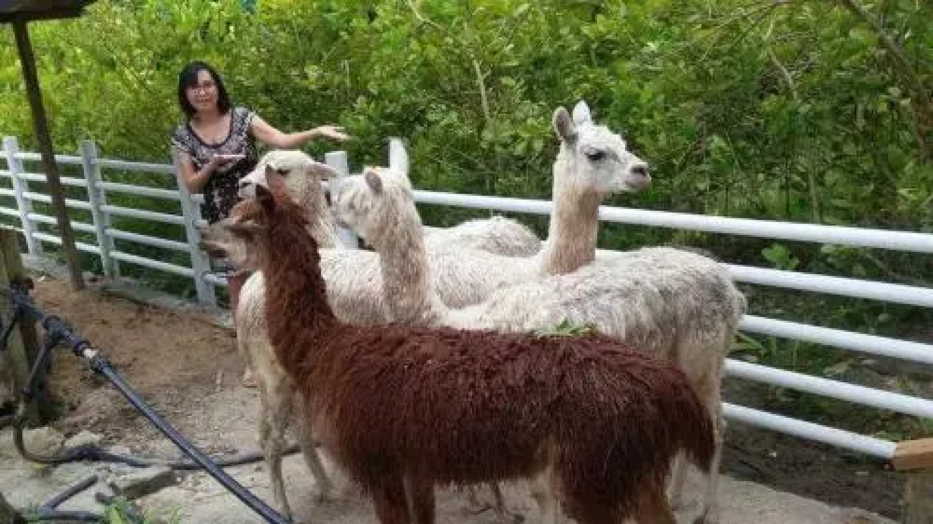 Easy Life Guest House