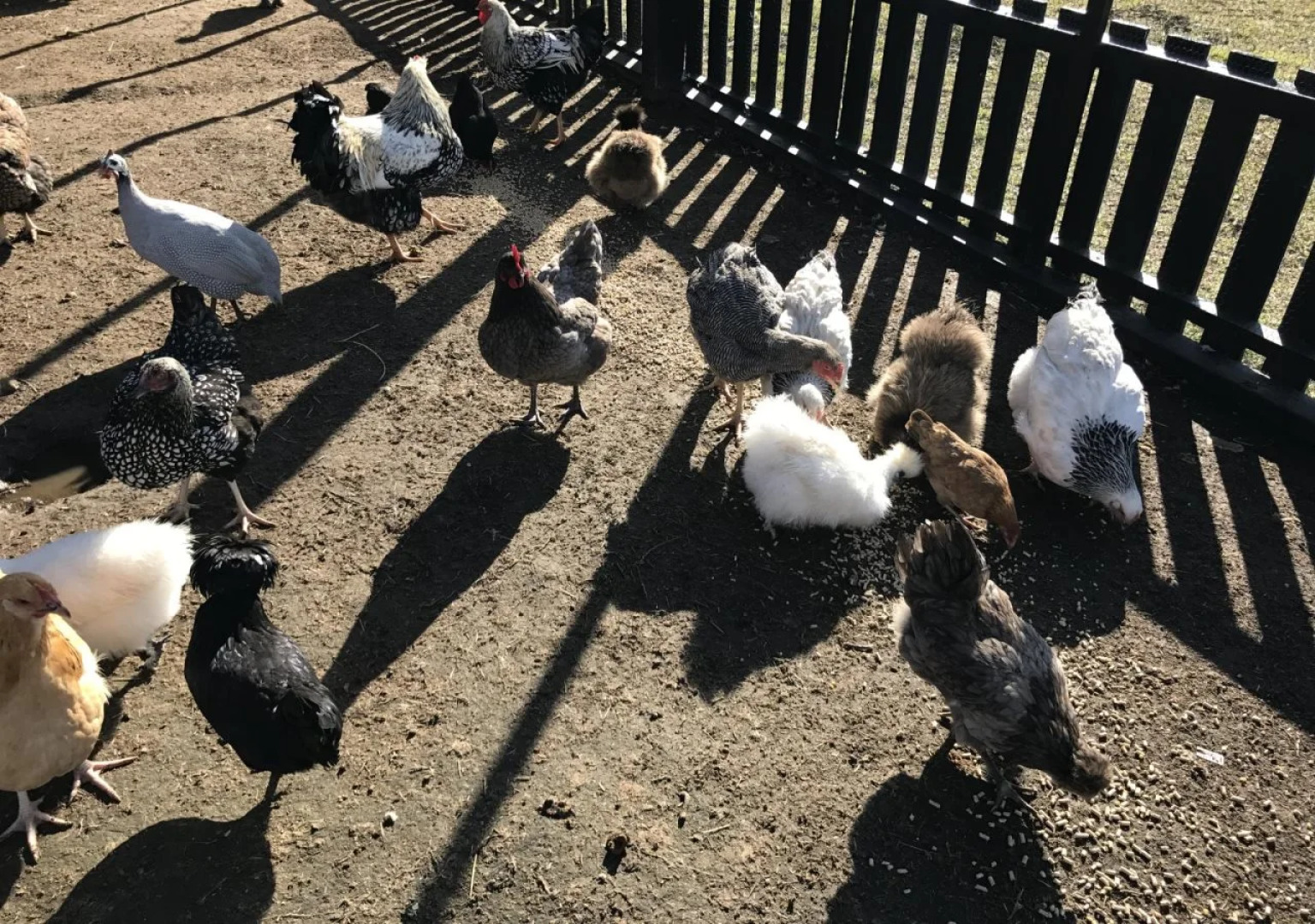 The Woods Farm Jervis Bay