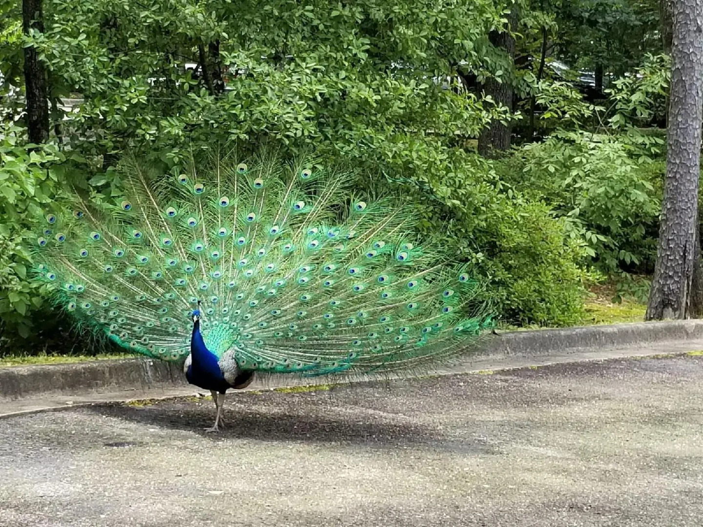 Tiffanys Bed & Breakfast