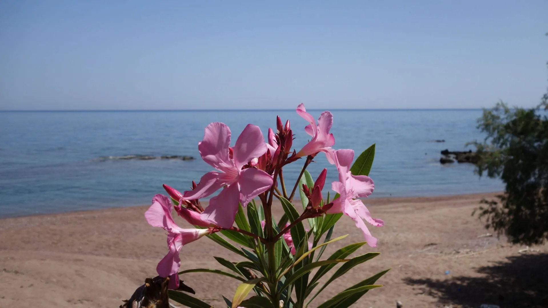 Alisahni Beachfront Villas