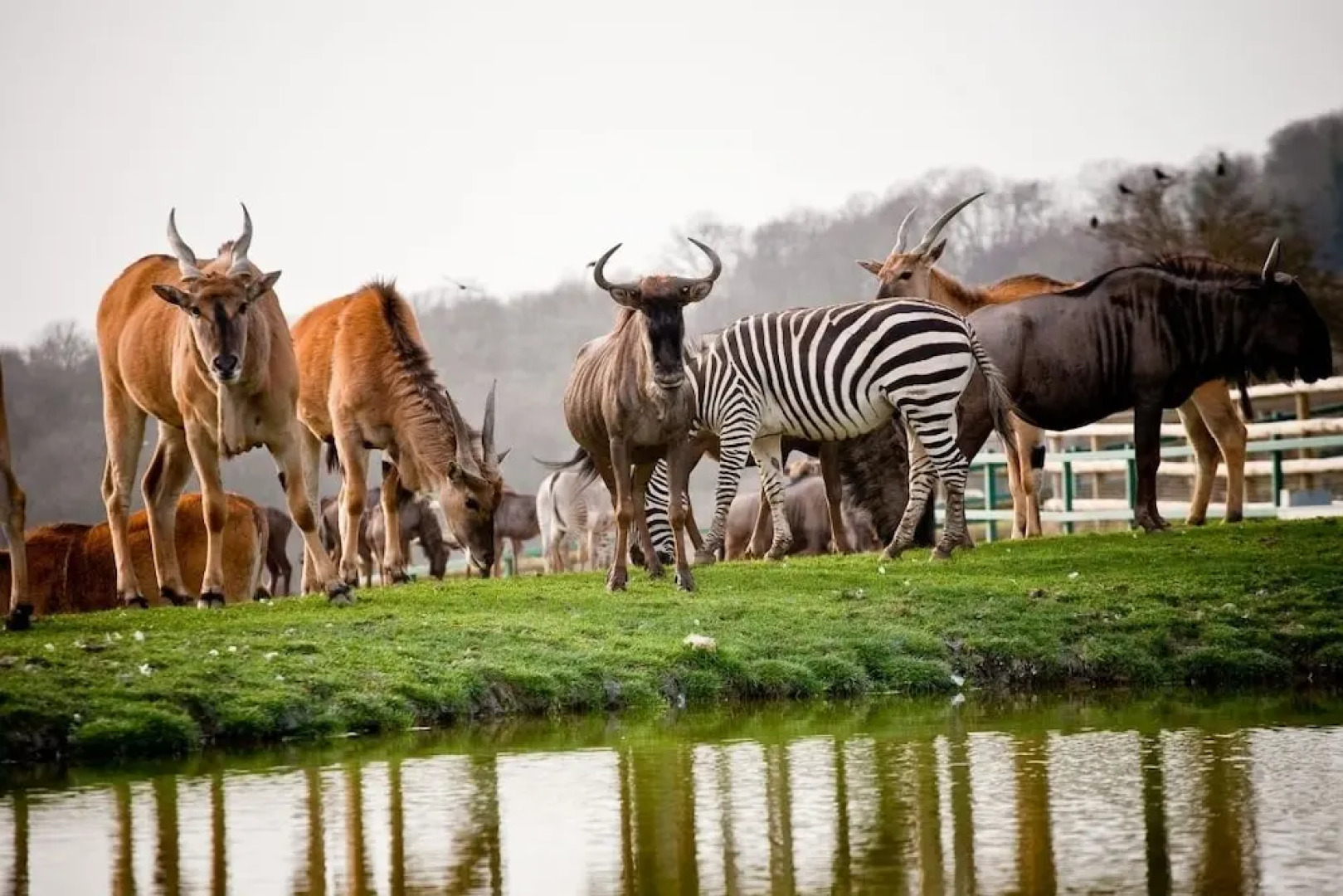 Port Lympne Reserve - Livingstone Lodge