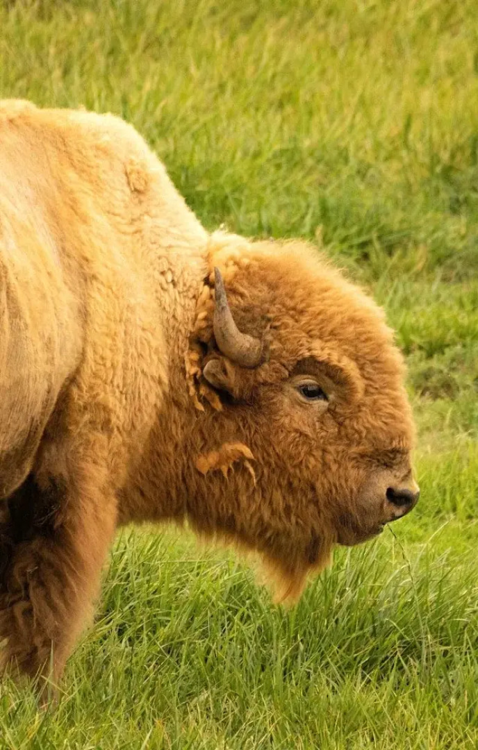 Zion White Bison