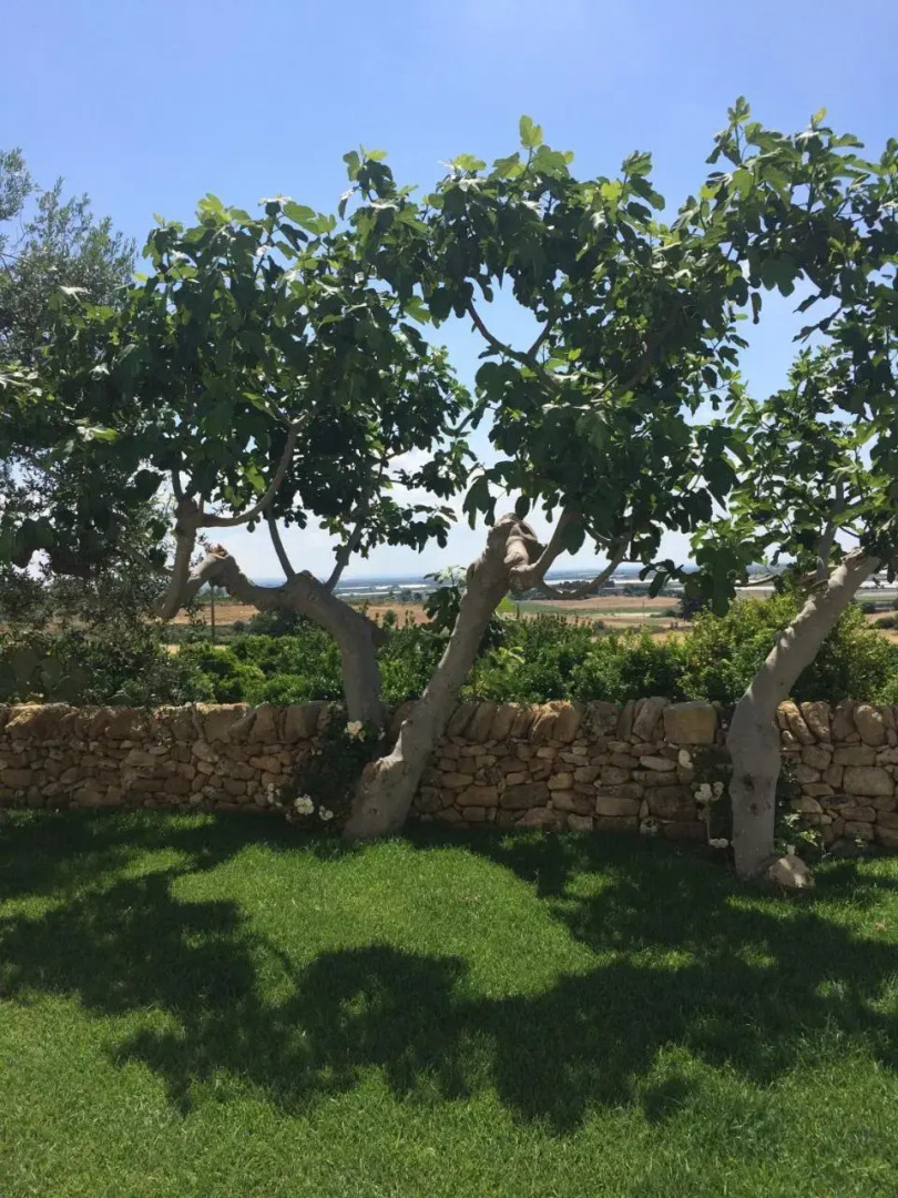 Trullo del Cavaliere