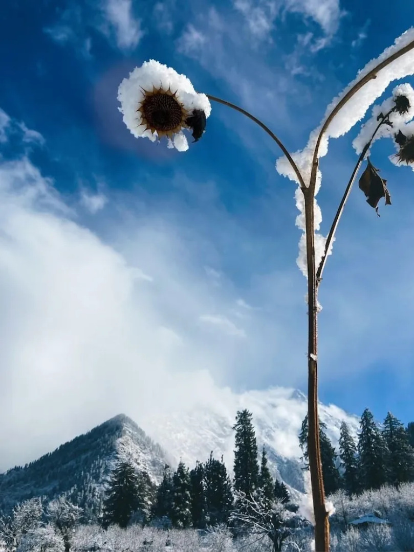 Zevibes Cafe & Homestay