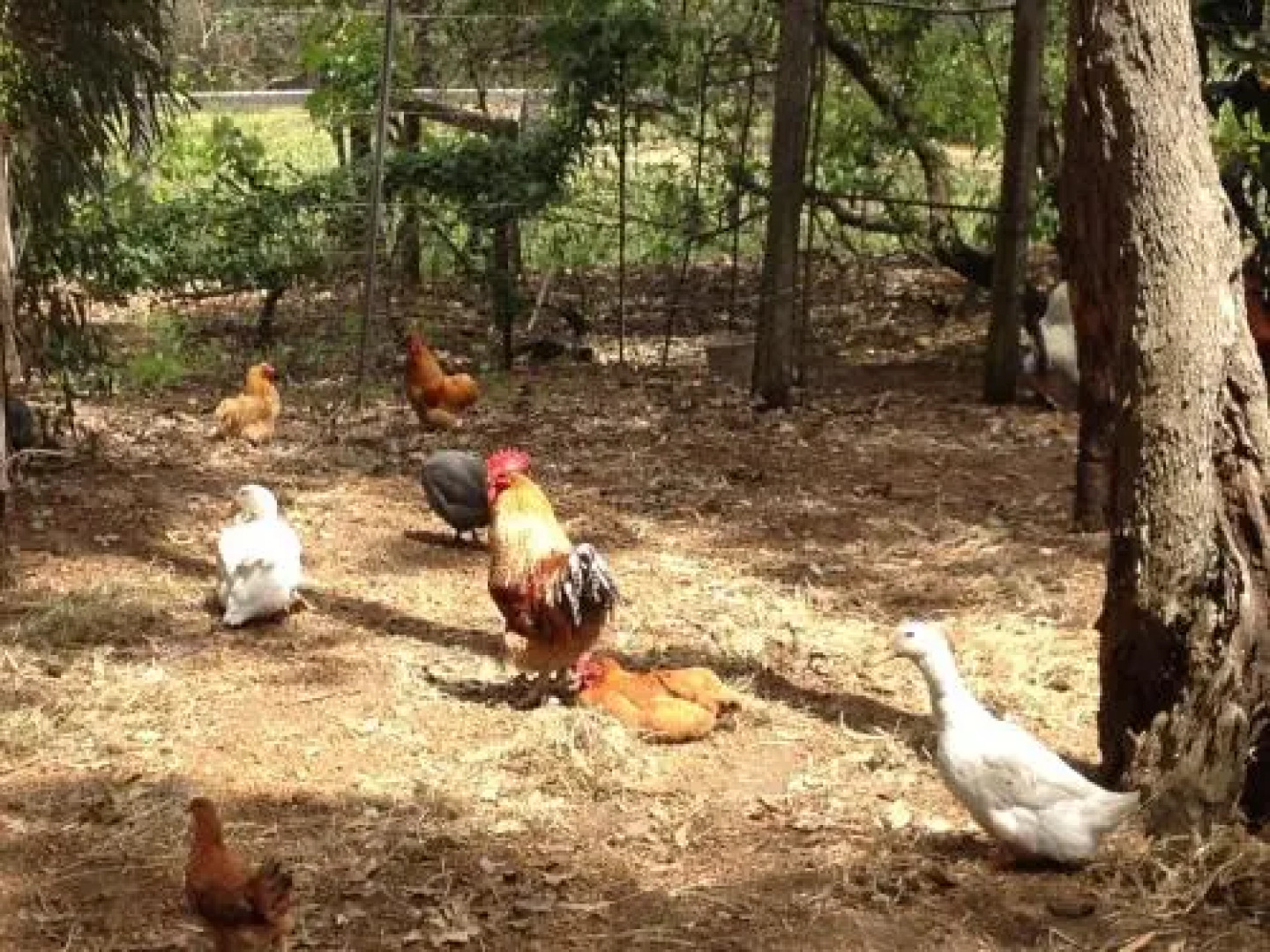 Whispering Pines B&B