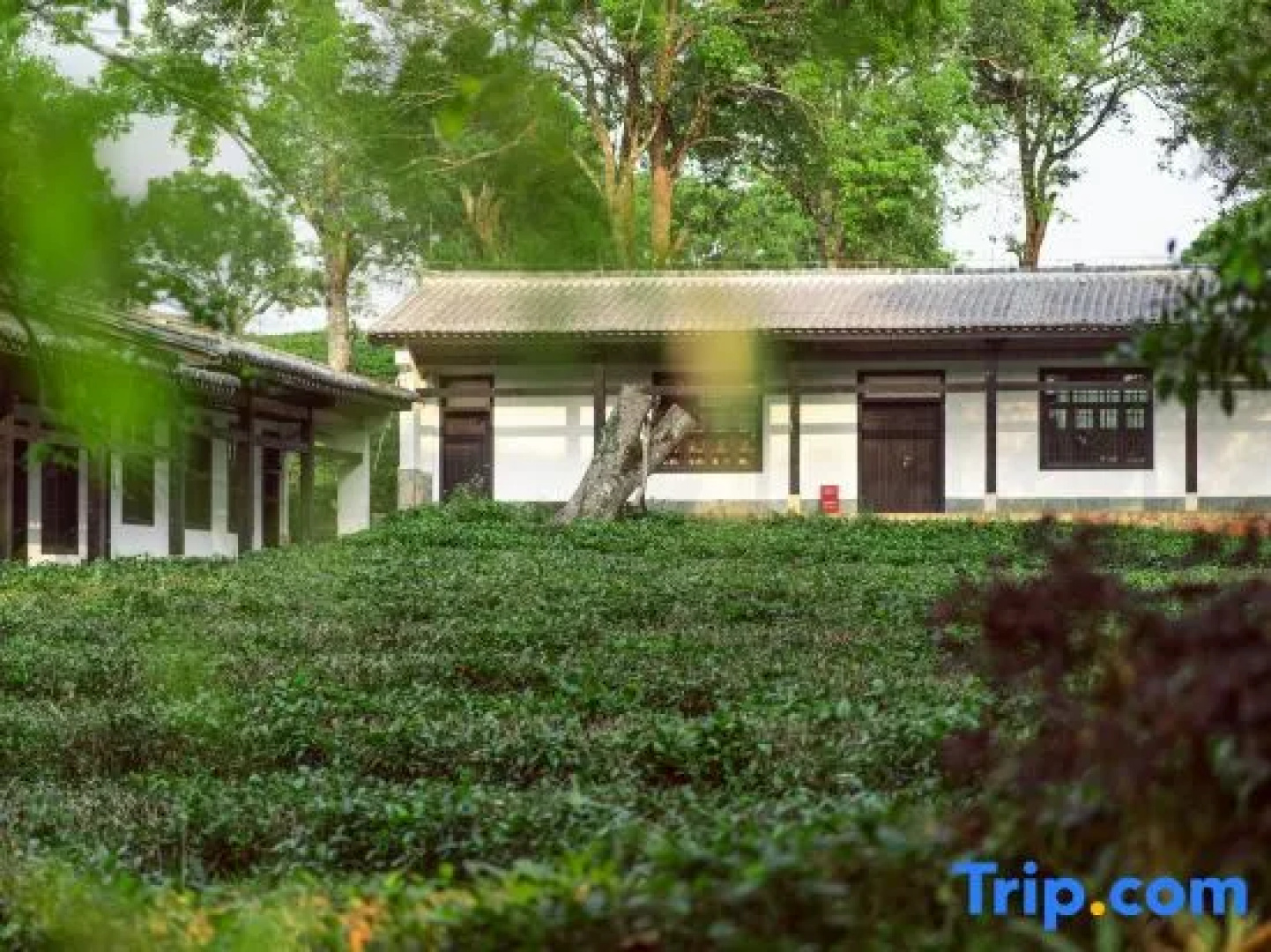 Pu'er Tea Garden Resort Hotel(Pu'er Tea Expo Garden)