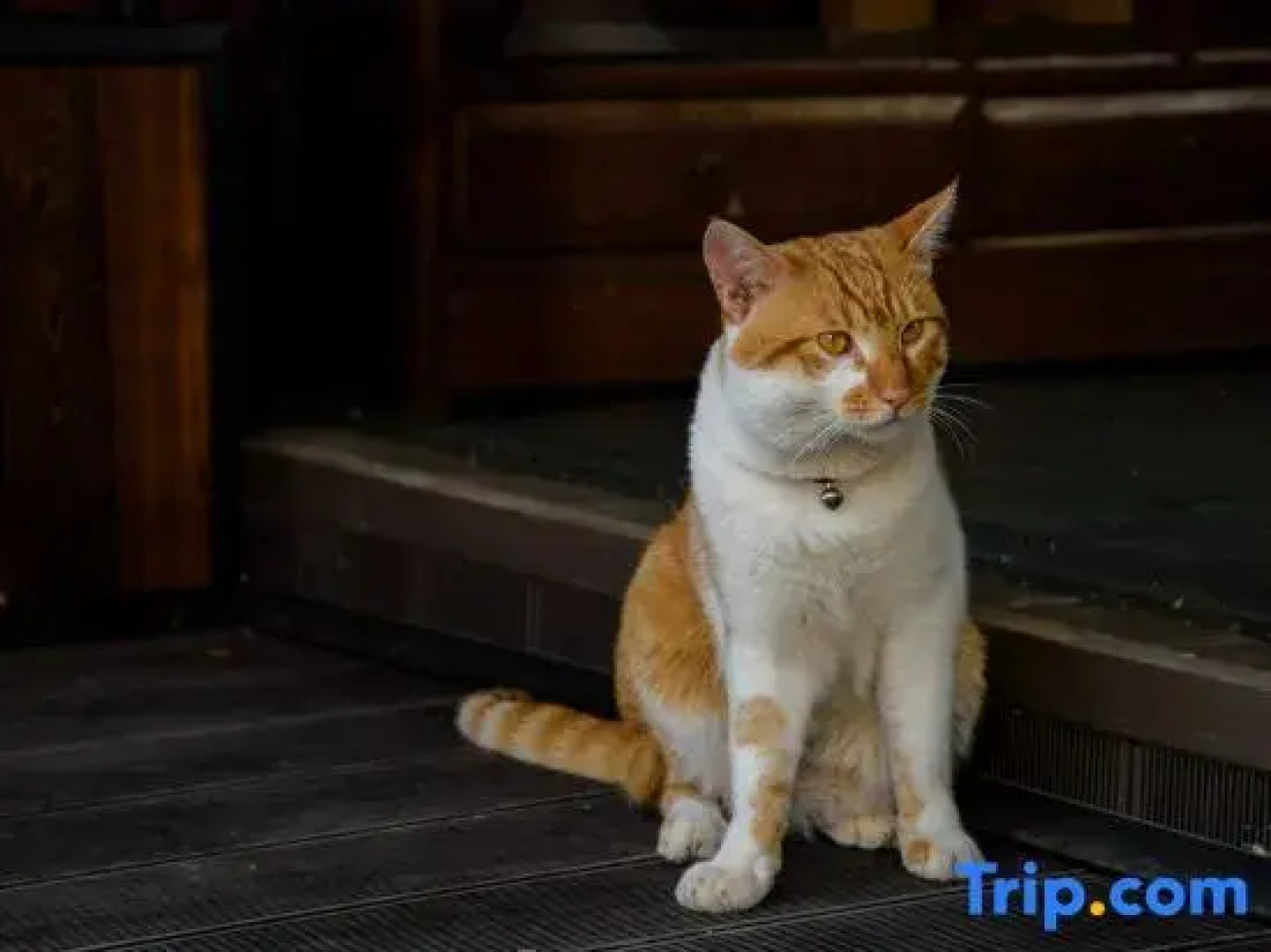 Xinjia Xiaoyuan (Weishan Ancient City Store)